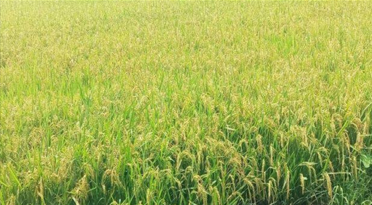 মেঘনা ধনাগোদা সেচ প্রকল্পে মাঠজুড়ে দুলছে কৃষকের সোনালি স্বপ্ন