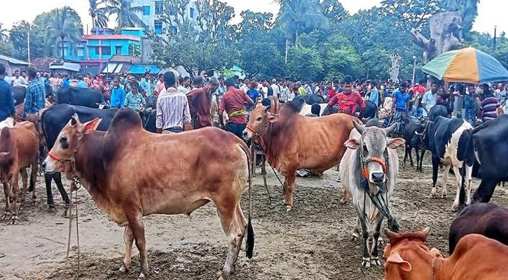 শেষ মুহূর্তেও জমেনি সাতক্ষীরার কোরবানির পশুর হাট