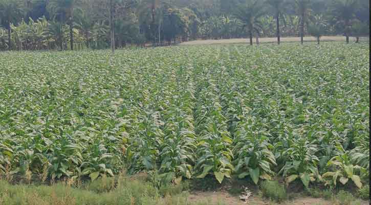 ফরিদপুরের সালথায় খাদ্যশস্যের জমিতে  তামাকের চাষ