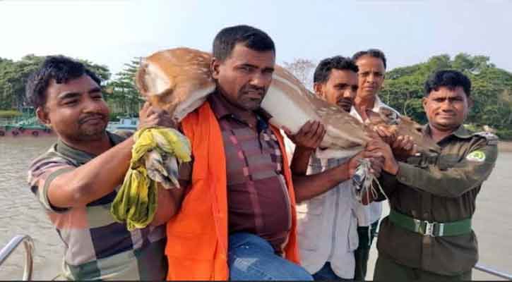 বাঘের তাড়া খেয়ে লোকালয়ে আশ্রয়, চিত্রা হরিণ