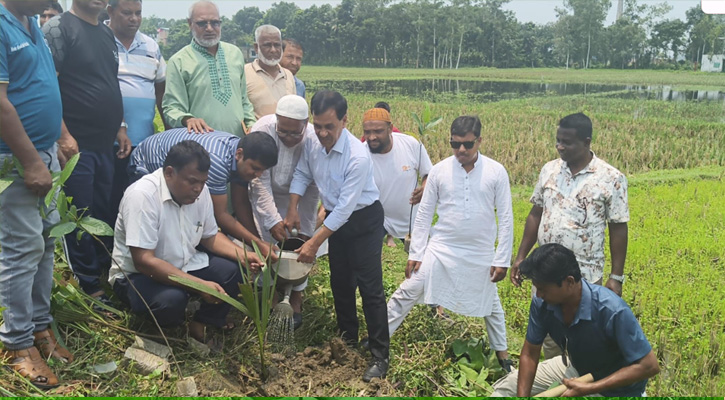 বিশ্ব পরিবেশ দিবসে নওগাঁয় সংসদ সদস্য  ধলুর বৃক্ষরোপণ কর্মসূচি উদ্বোধন