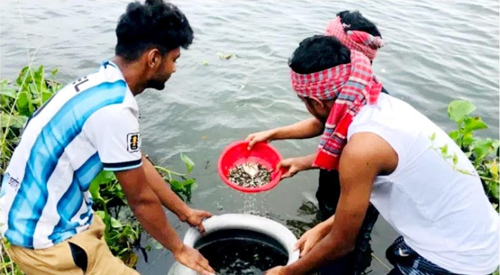 তিতাস নদীতে ৫০ হাজার মাছের পোনা অবমুক্ত