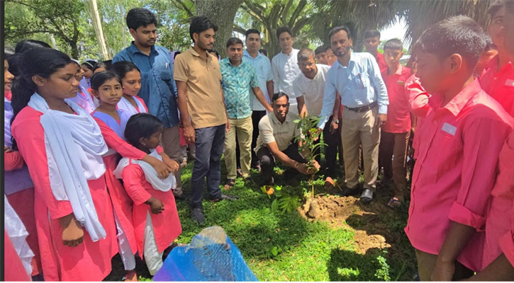 সিংড়ায় ক্ষিদ্রবড়িয়া স্কুলে বৃক্ষরোপণ কর্মসূচি অনুষ্ঠিত