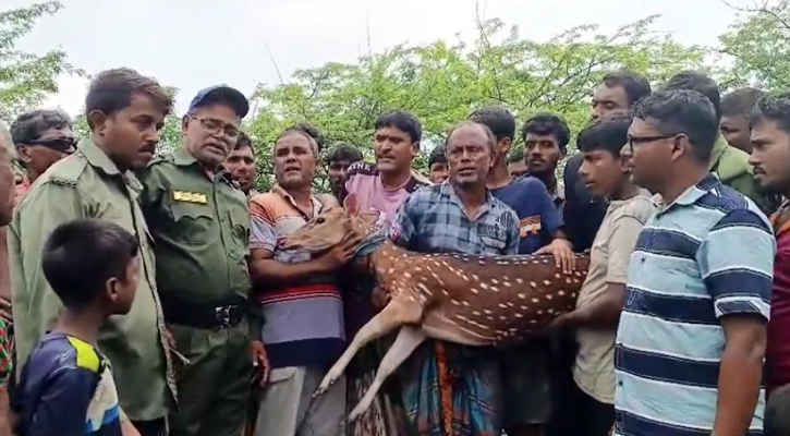 সাতক্ষীরার শ্যামনগরে জীবিত হরিণ উদ্ধার, সুস্থ অবস্থায় অবমুক্ত