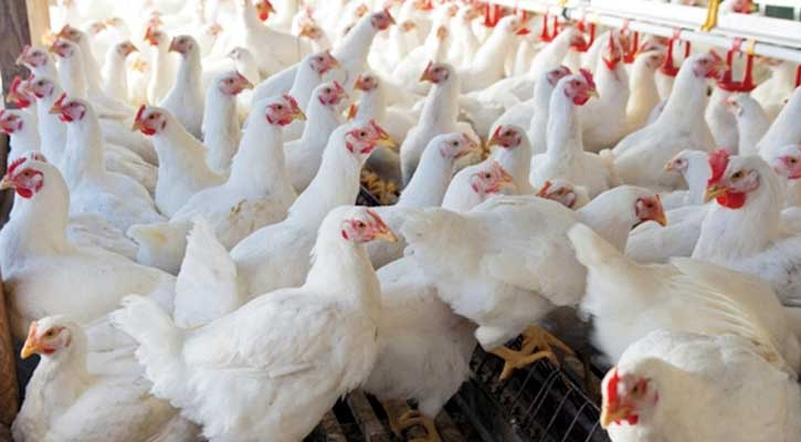 ঈদকে সামনে রেখে বাজারে বাড়ছে মুরগির দাম