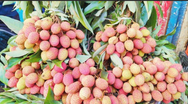 রাজশাহীর লিচুতে ৬০ কোটি টাকা বাণিজ্য হওয়ার সম্ভাবনা