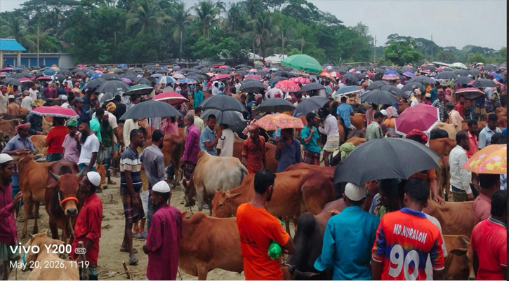 আমতলীর বাজারে গরুর চাহিদা ও দাম বেশী