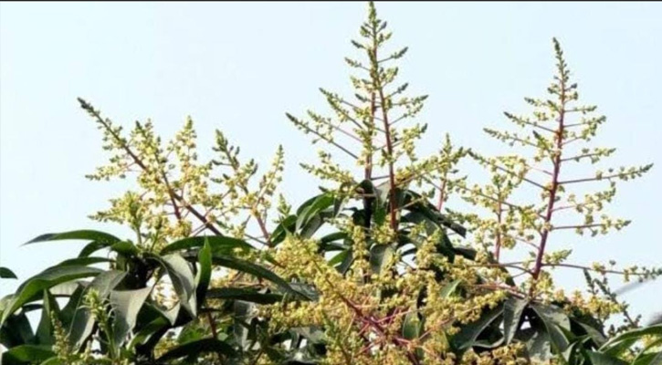 গাছে গাছে ছেয়ে গেছে আমের মুকুল