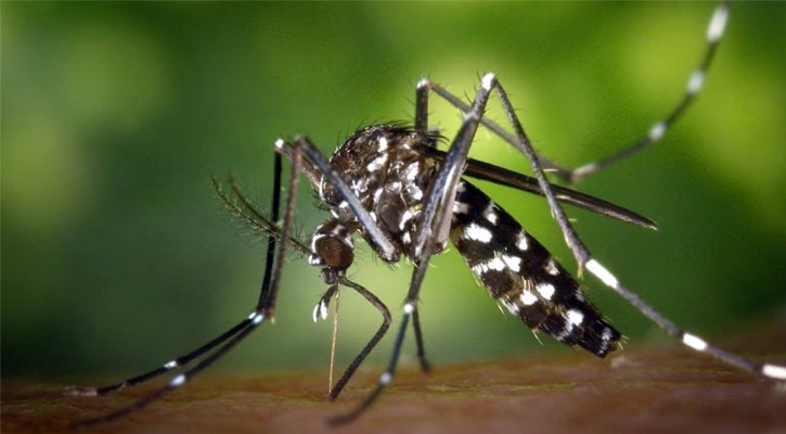 ডেঙ্গুতে মৃত্যু ১৮১, হাসপাতালে ভর্তি ৬৭৮