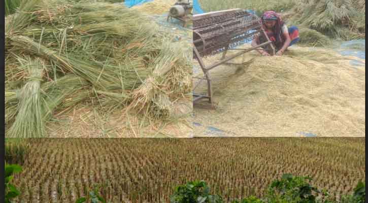 সিরাজগঞ্জে  আধা পাকা ধান কেটে নেওয়ার অভিযোগ নজরুলের বিরুদ্ধে