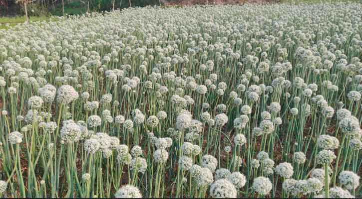 নগরকান্দায় ‘কালো সোনা’ খ্যাত পেঁয়াজ বীজ চাষে আশাবাদী কৃষকরা