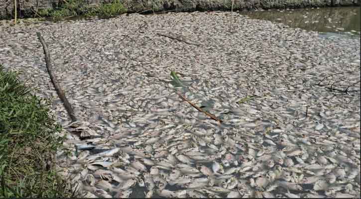 পুকুরে বিষ ঢেলে শেষ করে দিল দুই ভাইয়ের স্বপ্ন, ভেসে উঠল ১৮ হাজার মাছের নিথর দেহ