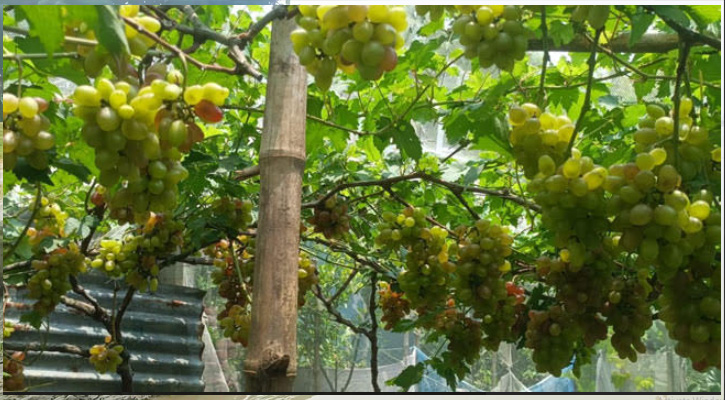 বরেন্দ্রর লাল মাটিতে ফলছে মিষ্টি আঙ্গুর