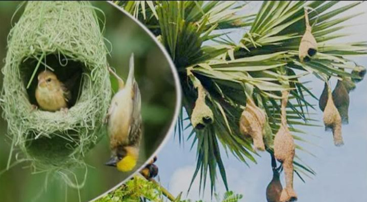 ধনবাড়ীতে বিলুপ্তির পথে তাঁতশিল্পী খ্যাত বাবুই পাখি