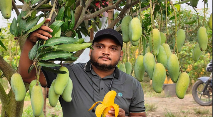চাঁপাইনবাবগঞ্জে আমের বাম্পার ফলন: তবুও লোকসানের ঝুঁকিতে চাষিরা