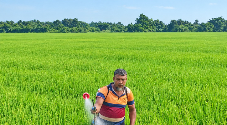 আমন ধানের পোকা ও রোগবালাই থেকে আগাম সতর্কতায় কয়রার কৃষক