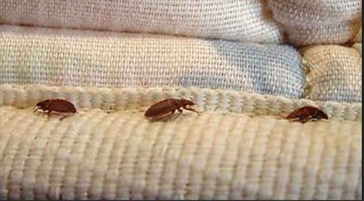 রাতের ঘুম হারাম করছে ছারপোকা?