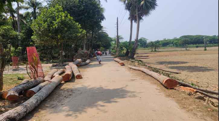 নগরকান্দায় সরকারি রাস্তার  গাছ কাটার অভিযোগ, জব্দ ৮ মেহগনি গাছ