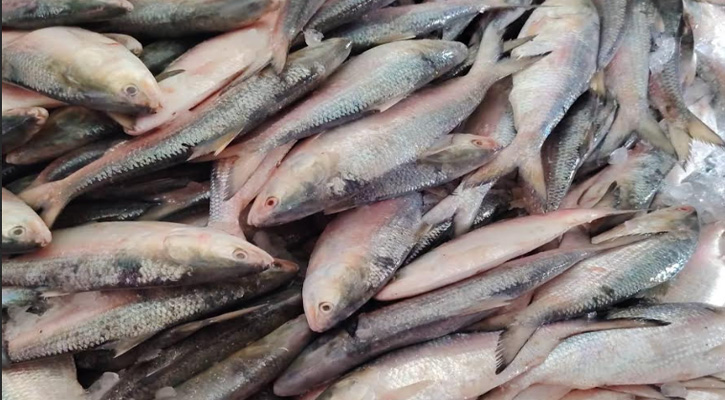 নোয়াখালীতে এক ট্রলারে ধরা পড়ল ৬০ মণ ইলিশ