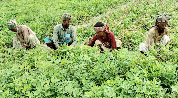 মহম্মদপুরে মধুমতির বালুচরে বাদামের বাম্পার ফলন
