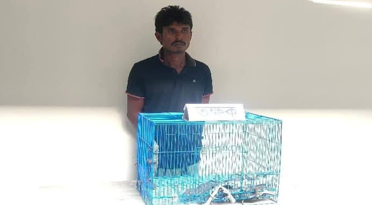লোহাগাড়ায় তক্ষকসহ পাচারকারী গ্রেপ্তার, উদ্ধারকৃত তক্ষক অবমুক্ত