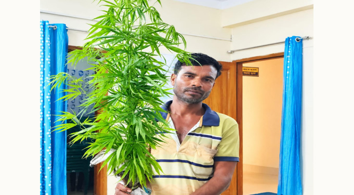 মাছ চাষের আড়ালে গাঁজা চাষ কয়রায় গাছসহ আটক ১