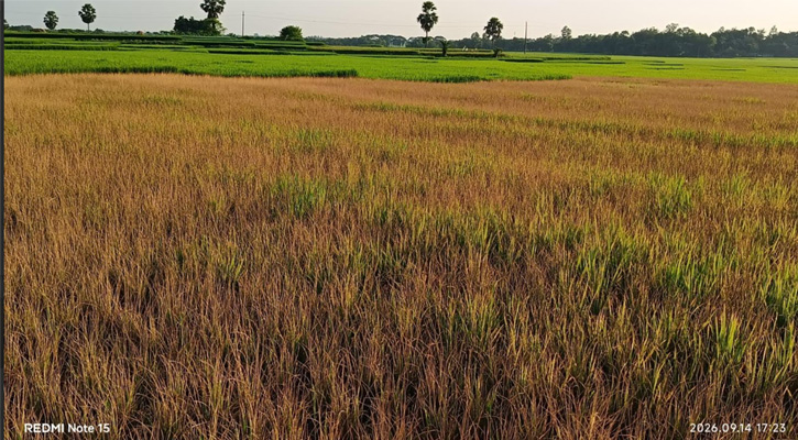 জমির বিবাদের জেরে বিষ প্রয়োগে ৩ বিঘা ধানক্ষেত নষ্টের অভিযোগ
