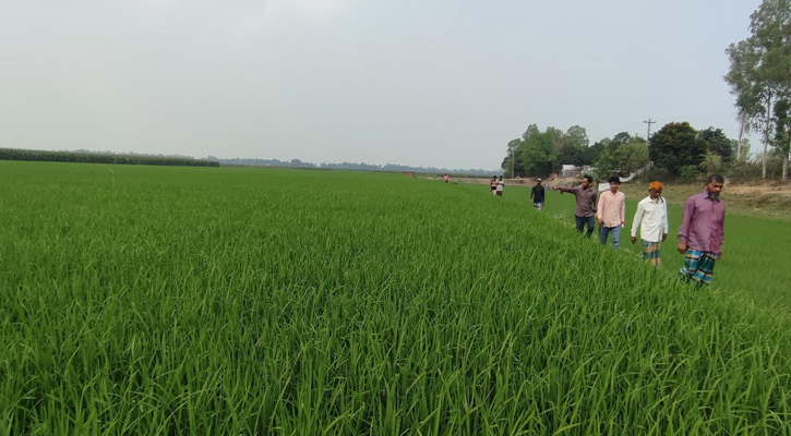চাটমোহরের হান্ডিয়ালে জমি জবর দখলে রাখার অভিযোগ