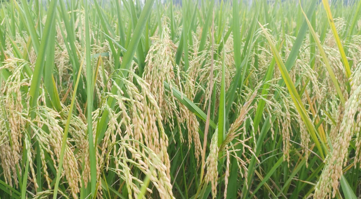 শ্রীবরদীতে কৃষি প্রণোদনা বীজে বাম্পার ফলন