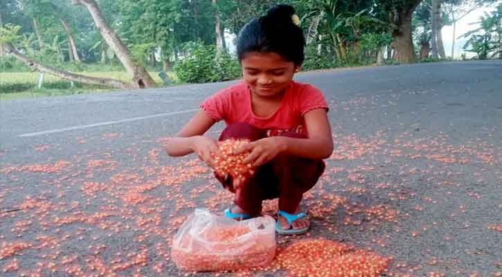 হিজলতলায় ভোরের আলপনা