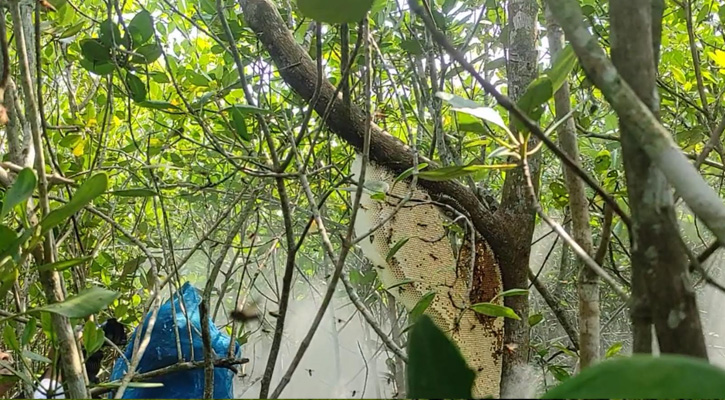 সাতক্ষীরা সুন্দরবনে মধু আহরণ শুরু