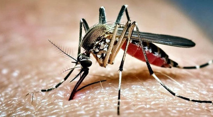 ডেঙ্গুতে একদিনে আরও ৬ জনের মৃত্যু