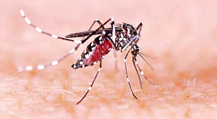 ডেঙ্গুতে আরও ৪ জনের মৃত্যু, নতুন ভর্তি ১,০৪১