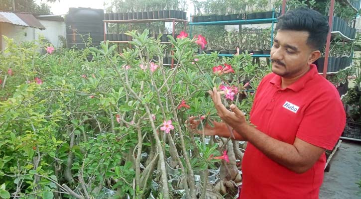 কাঁটা আর রঙে বোনা ছাদ বাগান