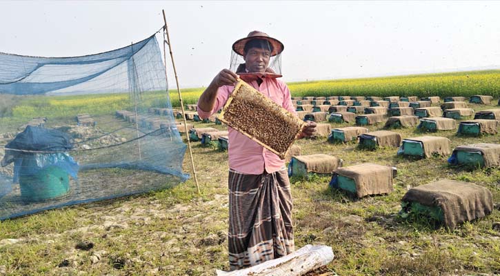 ভাঙ্গুড়ায় সরিষা ক্ষেতে ব্যস্ত মৌচাষিরা, কোটি টাকার মধু উৎপাদনের সম্ভাবনা