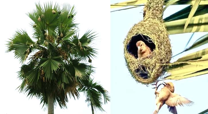বিলুপ্তির সীমানায় নির্মাণের নিপুণ কারিগর ‘বাবুই পাখি’