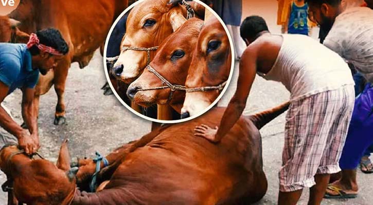 ঈদের দ্বিতীয় দিনেও চলছে কুরবানি
