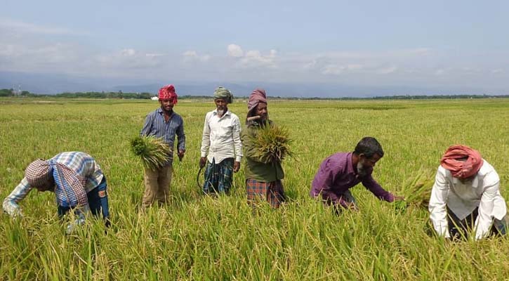 আগাম বন্যার শঙ্কায় দ্রুত ধান কাটার নির্দেশ পাউবোর