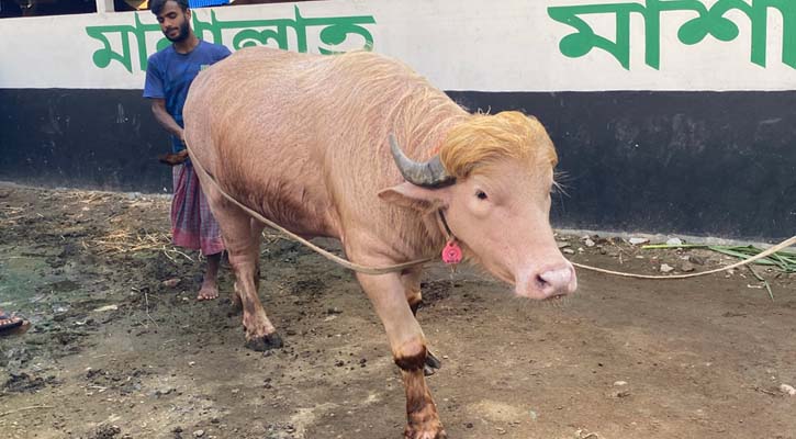 স্বরাষ্ট্রমন্ত্রীর হস্তক্ষেপ, কোরবানি হচ্ছে না ‘ডোনাল্ড ট্রাম্প’