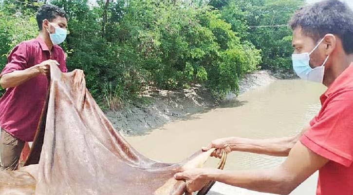 ক্রেতা না পেয়ে শতাধিক চামড়া নদীতে ফেলে দিলেন ব্যবসায়ীরা