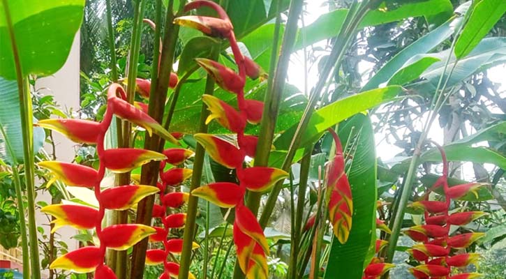 স্বর্গের পাখি ‘বার্ডস অফ প্যারাডাইস’ ফুল