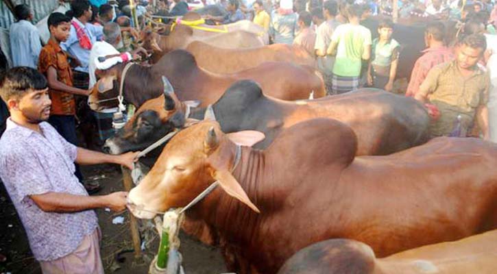 সারাদেশে বসছে ৩৬০০ পশুর হাট, রাজধানীতে ২৭টি