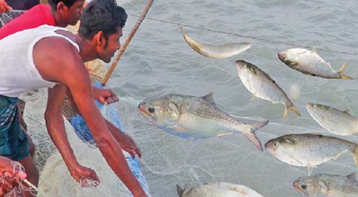 দুই মাসের নিষেধাজ্ঞা, যে ৬ অভয়াশ্রমে ইলিশ ধরা বন্ধ