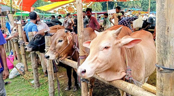 কাশিয়ানীতে জমে উঠেছে কোরবানির পশুর হাট