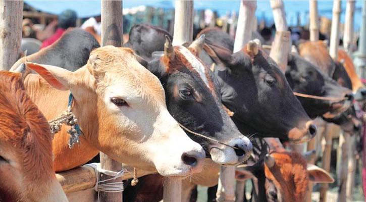 ওজন মেপে কোরবানির পশু কেনা কি জায়েজ?
