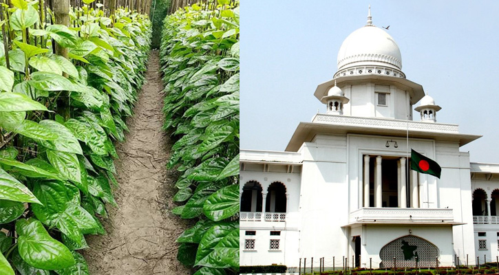 দূর হলো পান রপ্তানির আইনগত বাধা, হাইকোর্টের আদেশ স্থগিত