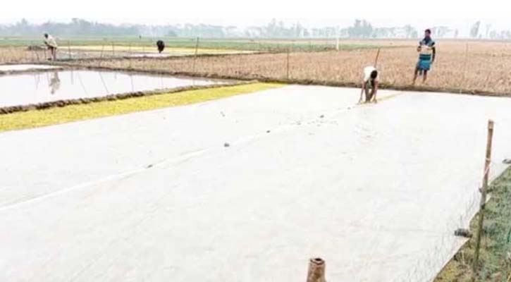 বাড়তি শীতে জনজীবন বিপর্যস্ত, ক্ষতির মুখে ধানের বীজতলা