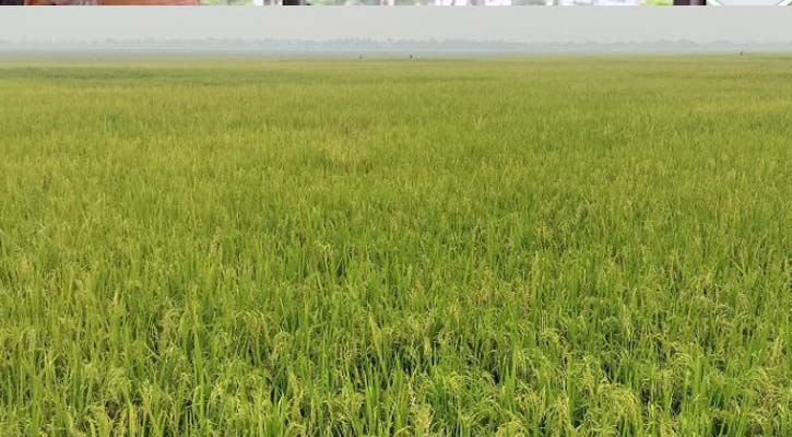 বিল কুমারী বিলের বুকে সবুজ-সোনালীর সমারোহ