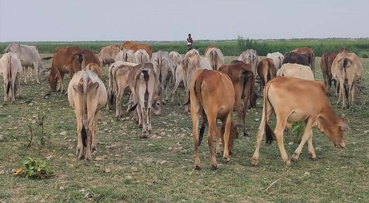 ২০০ গরু বর্ডারের ওপারে, বিএসএফ জানলেও জানেনা বিজিবি