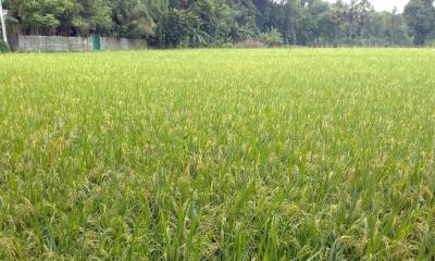 চান্দিনায় আউশ ধানের বাম্পার ফলন: কৃষকদের মুখে স্বস্তির হাসি